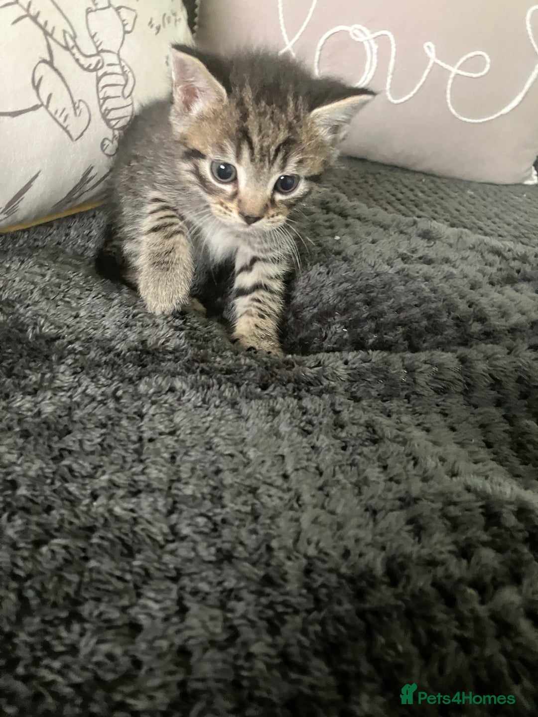 Mixed Breed cats for sale: 3 gorgeous Toms for sale - Image 17
