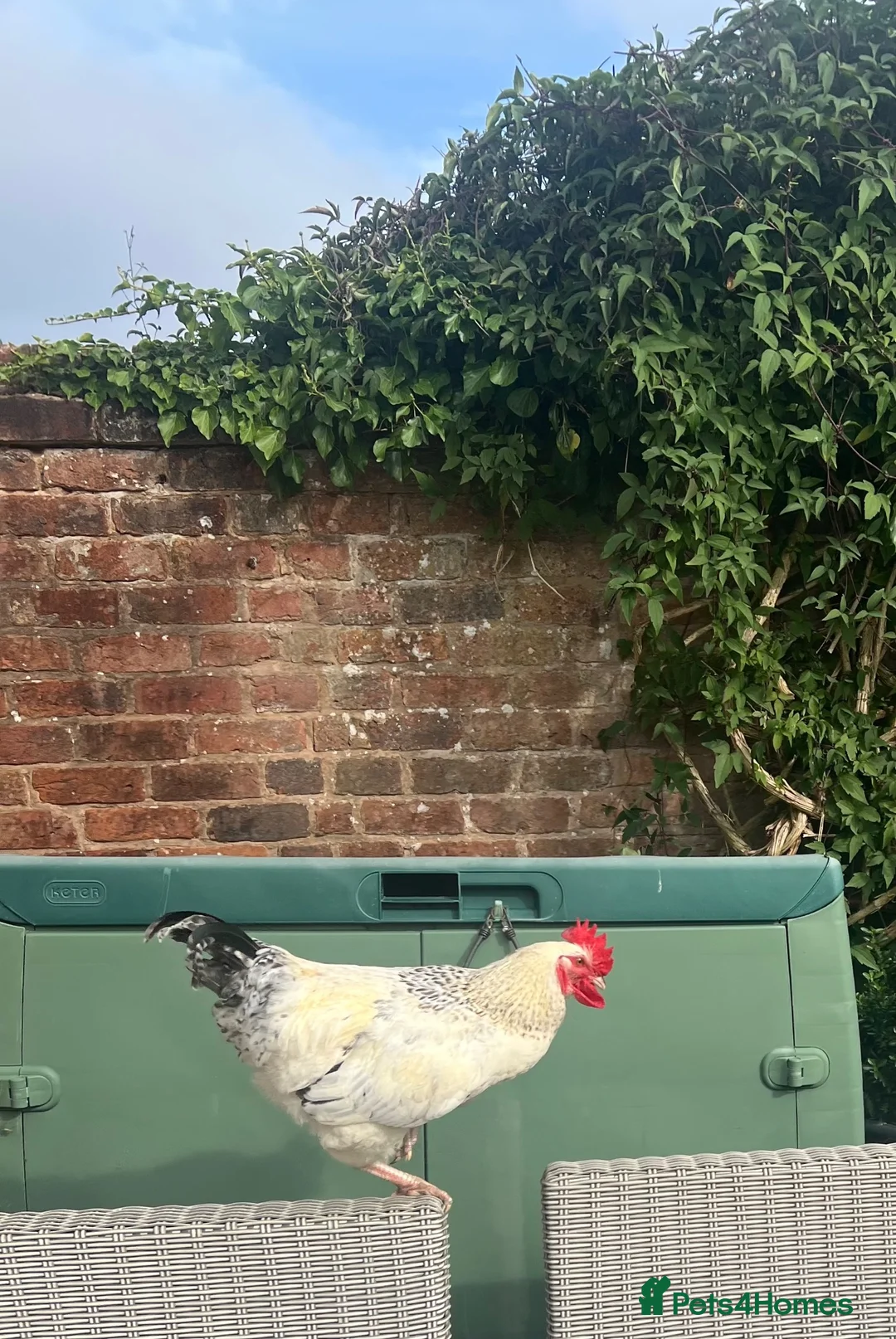 Chickens poultry for sale: White male hybrid  - Advert 5