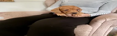Miniature Dachshund Puppy 1