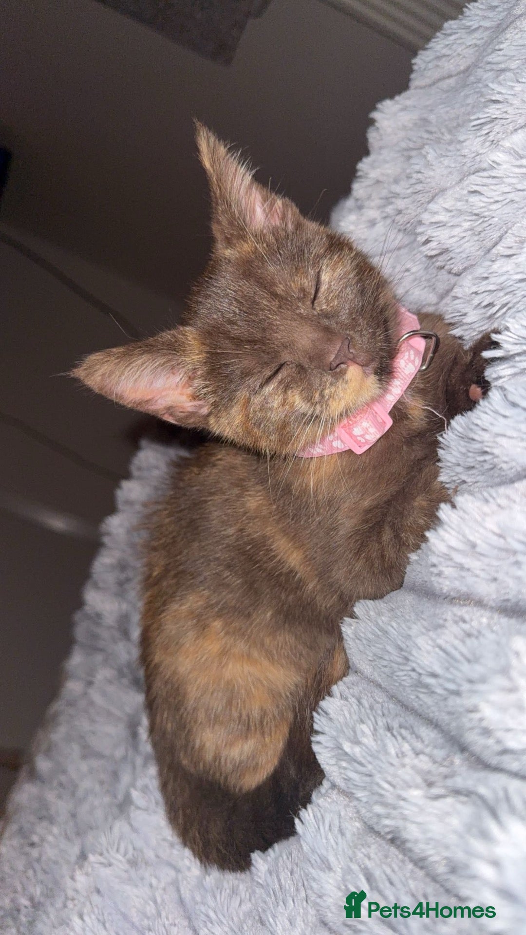 Mixed Breed cats Female Kitten for sale  - Advert 9