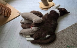 British Shorthair cats for sale: Lilac British shorthair girl  - Image 3