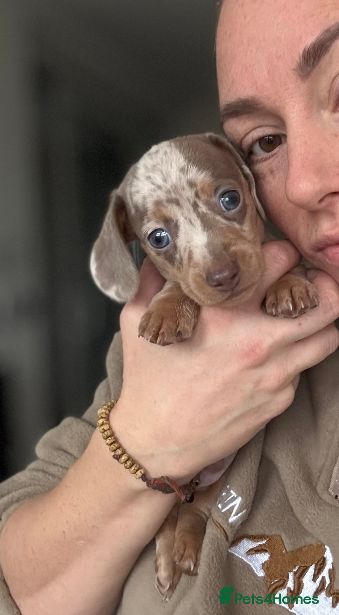 Miniature Dachshund dogs for sale: 𝐈𝐬𝐚𝐛𝐞𝐥𝐥𝐚 𝐝𝐚𝐩𝐩𝐥𝐞 𝐛𝐨𝐲🩵 - Advert 5
