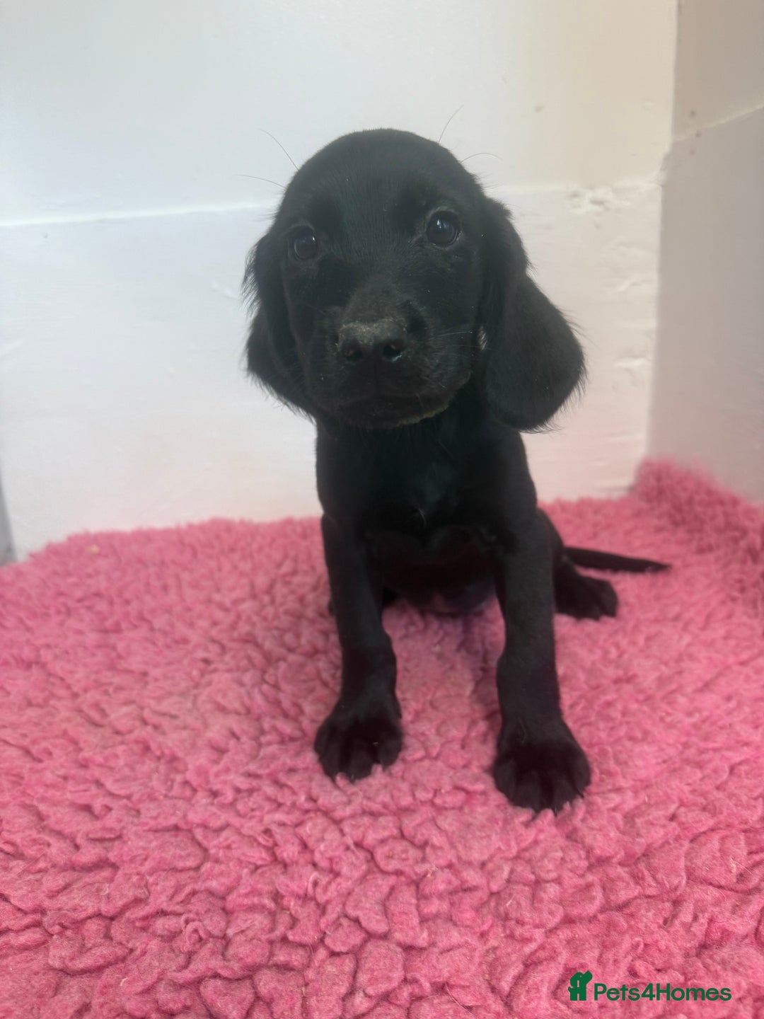 Cockerdor dogs for sale: Gorgeous Cockador Girls - Image 14