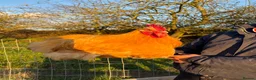 Chickens poultry for sale: 2 Buff Orpington’s for sale  - Advert 7