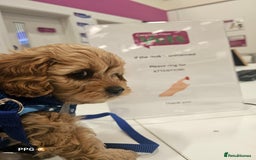 Toy Poodle dogs for stud: Stud KC-registered toy poodle, DNA clear. - Image 6