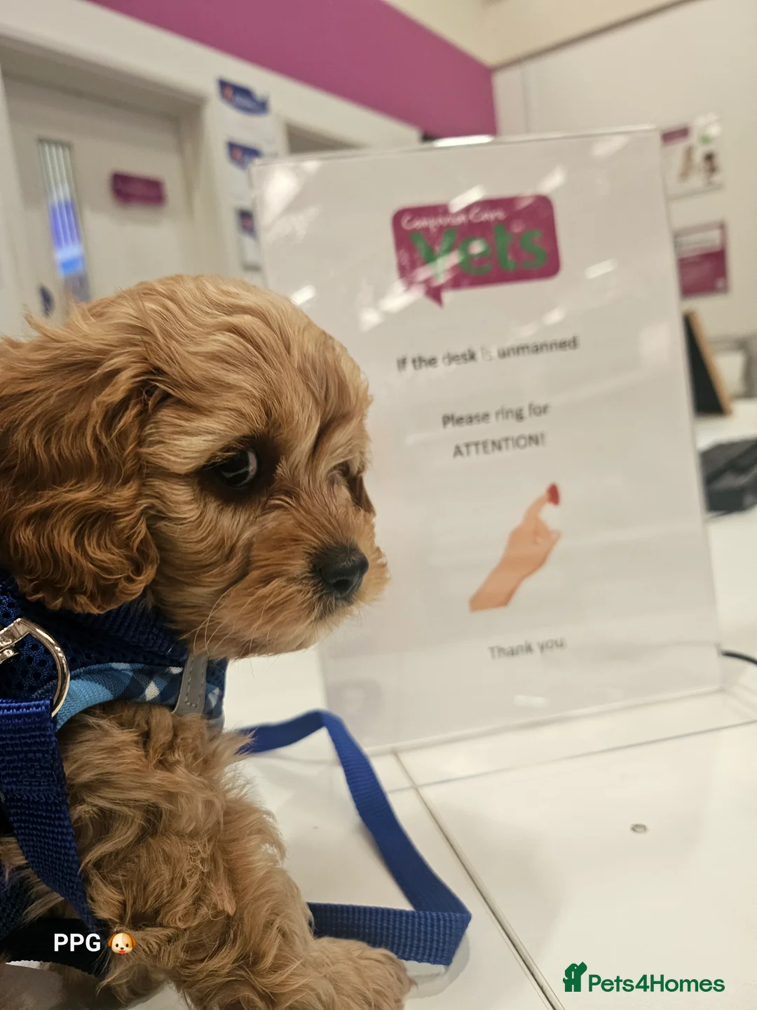 Toy Poodle dogs for stud:  stud toy poodle, KC reg and DNA tested and clear in Gloucester - Advert 39