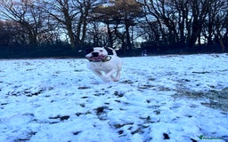 American Bulldog dogs for sale: Albie the American bulldog  - Image 9