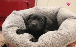 Labrador Retriever dogs for sale: Lovely Labrador Puppies ready next weekend - Image 17
