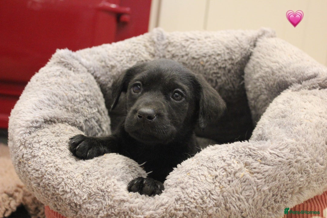 Labrador Retriever dogs for sale: Lovely Labrador Puppies ready next weekend - Image 17