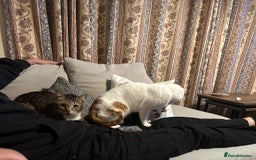 Mixed Breed cats for adoption: [Indoors only] Tom, Bryan, Ezzie: cuddliest boys - Image 19