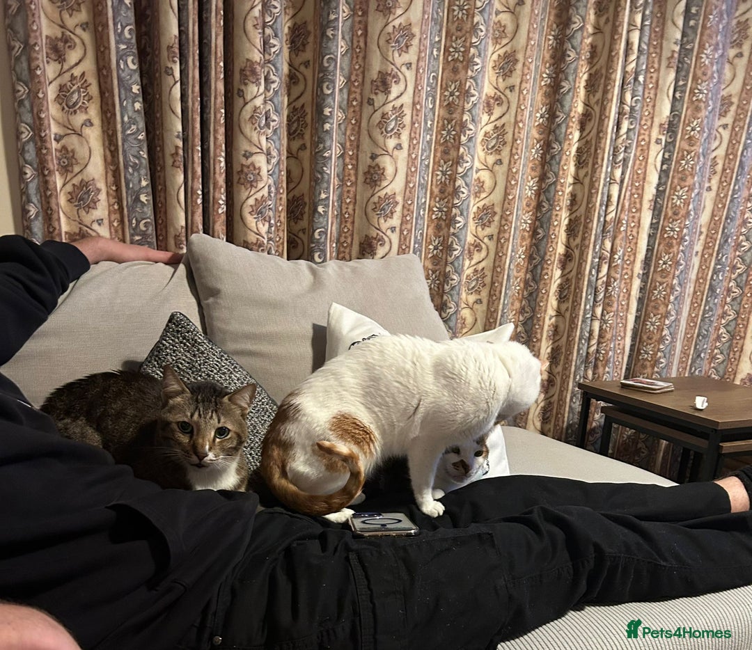 Mixed Breed cats for adoption: [Indoors only] Tom, Bryan, Ezzie: cuddliest boys - Image 19