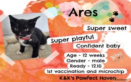 Domestic Shorthair cats for sale: Kittens and cats for adoption.  - Image 13