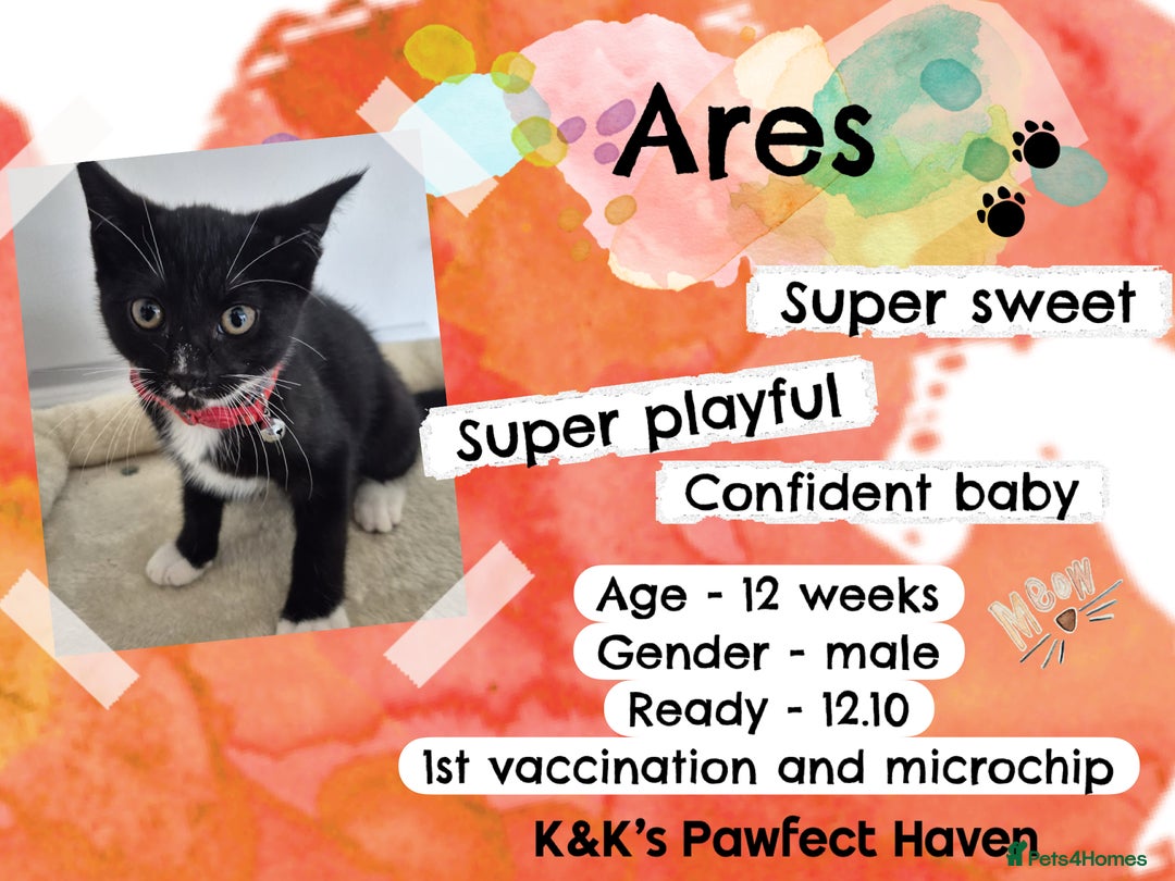 Domestic Shorthair cats for sale: Kittens and cats for adoption.  - Image 13
