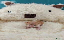 Cornish Rex cats for sale: Cornish Rex kittens available to reserve. - Image 5