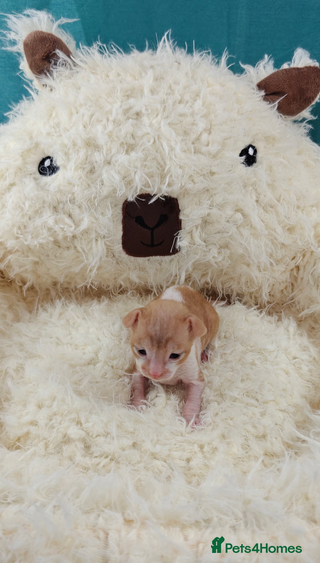 Cornish Rex cats for sale: Cornish Rex kittens available to reserve. - Image 5