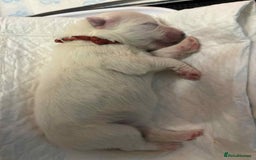 Samoyed dogs for sale: KC reg. Samoyed puppies with champ bloodline  - Advert 27