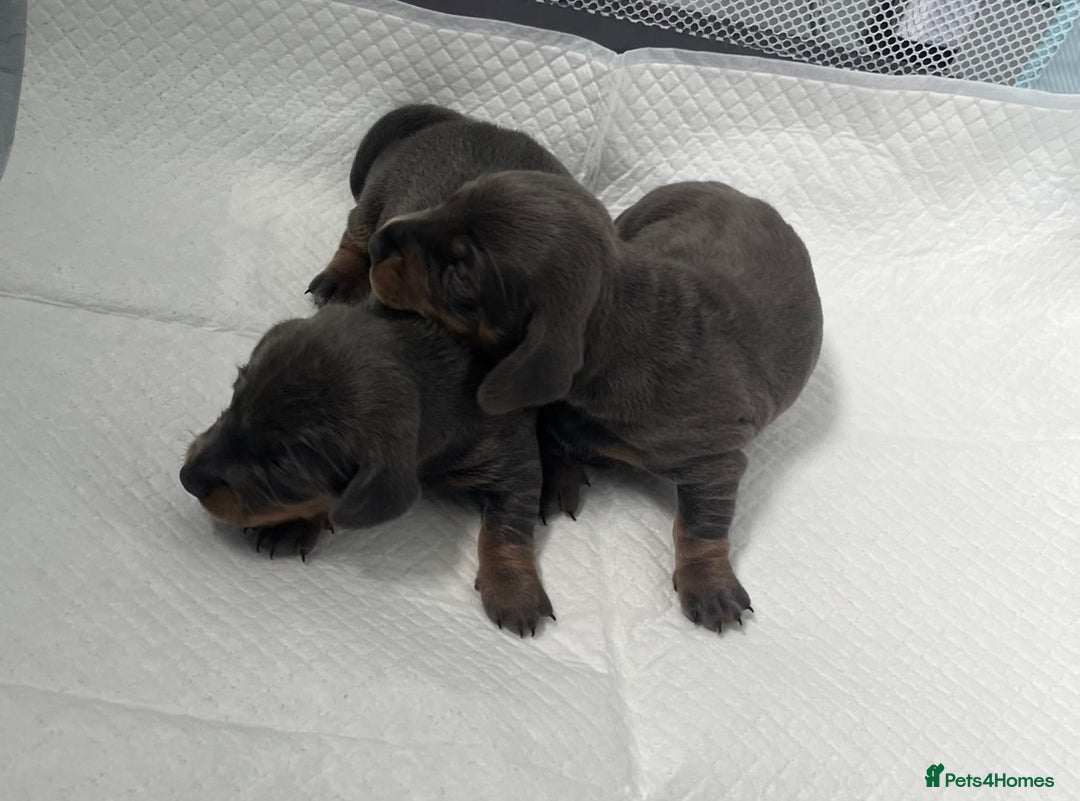 Miniature Dachshund dogs for sale: mini dachshund puppys❗️LAST BOY❗️ - Image 13