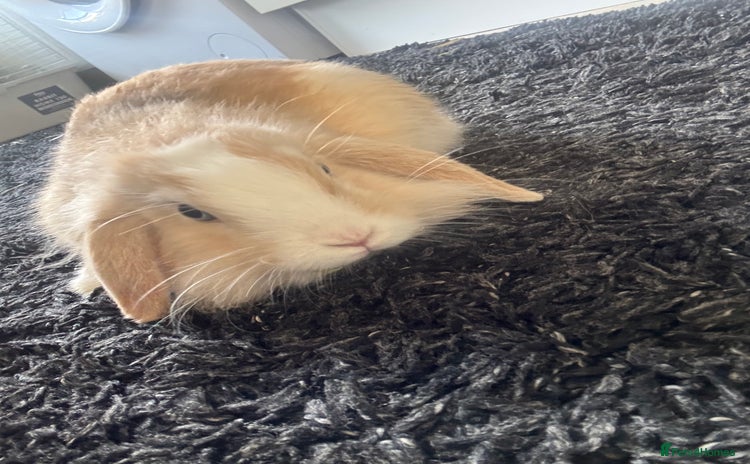 Mini Lion Lop rabbits - Advert 11