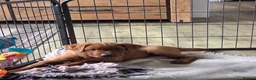 Labrador Retriever dogs for sale: ❤️ READY NOW dark red working Labrador pups ❤️ - Advert 10