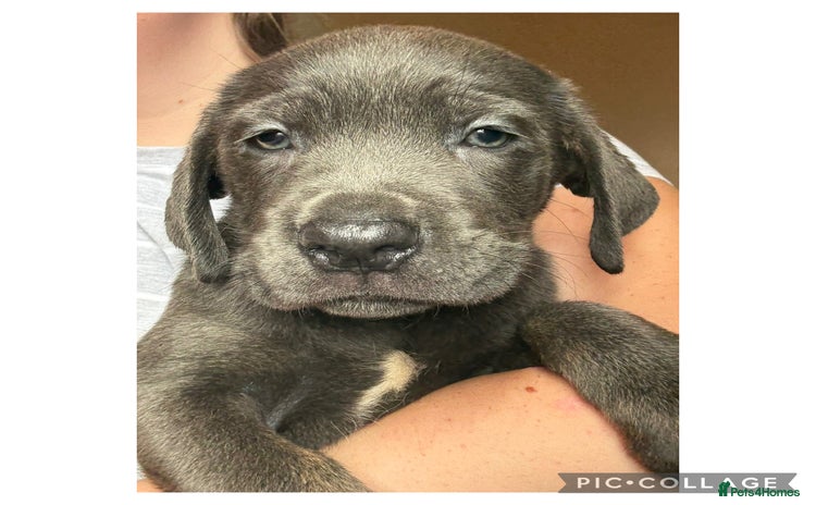 Cane Corso dogs - Advert 1
