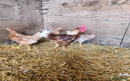 Chickens poultry for sale: Trios of pure bred chicken breeds - Image 23