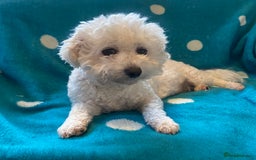 Cavapoo dogs for sale: ❤️ F1 Poochons due November ❤️  - Image 12