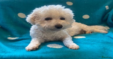 Cavapoo dogs - Advert 8