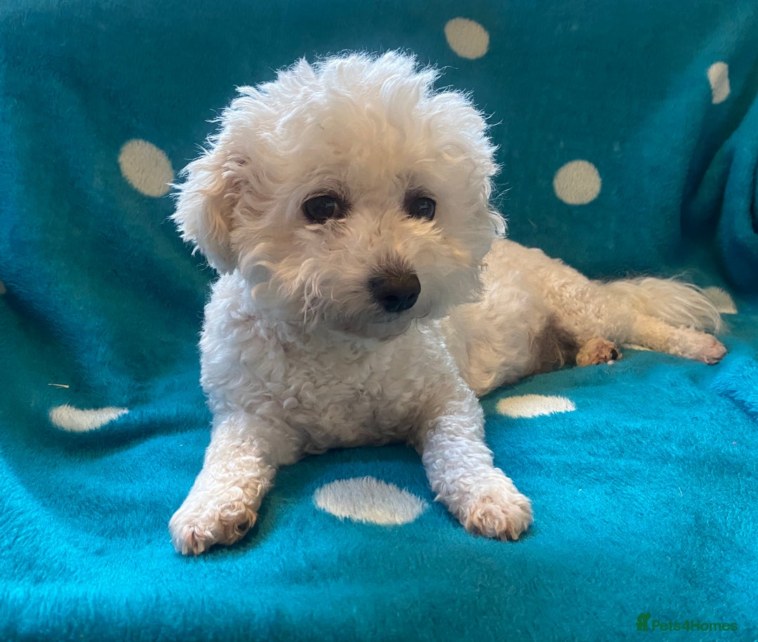 Cavapoo dogs for sale: ❤️ F1 Poochons due November ❤️  - Image 12