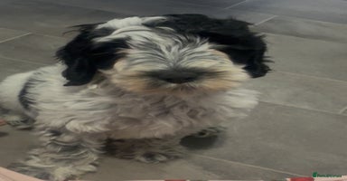 Cockapoo dogs - Advert 13