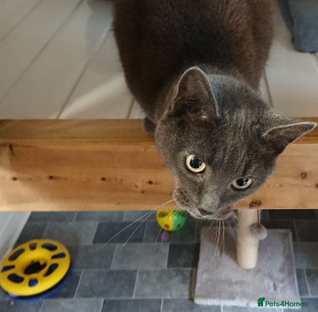 Mixed Breed cats for adoption: WILLOW AND TINKERBELL - Advert 5