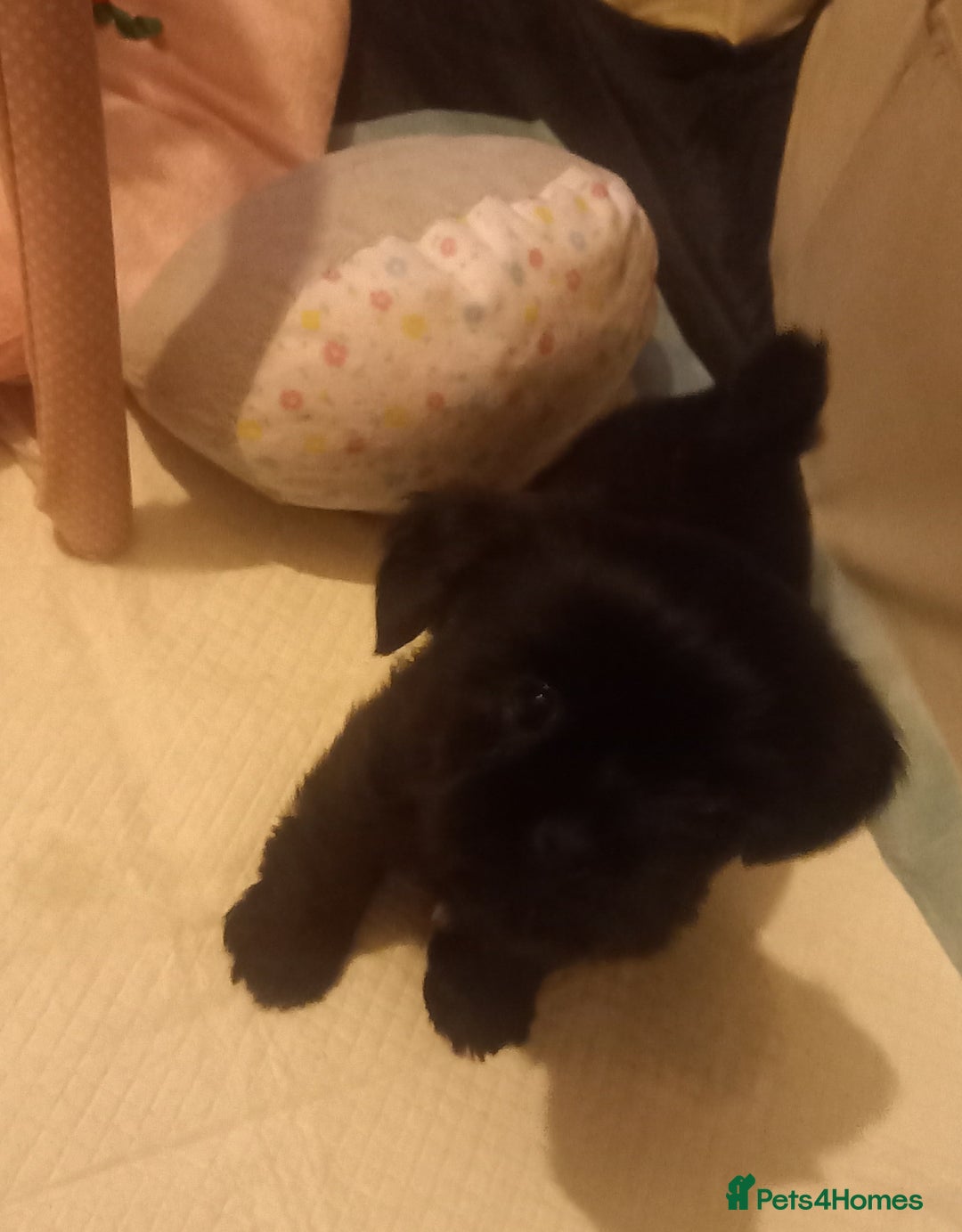 Shorkie dogs for sale: Beautiful shorkie babies  - Advert 14