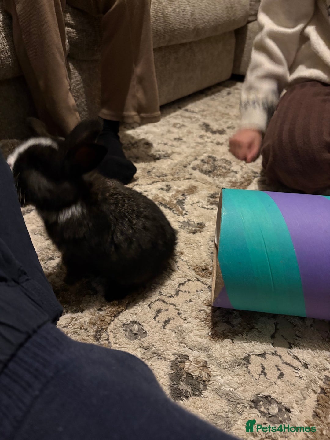 Mixed Breed rabbits for sale: 4X Mini Buns Netherland dwarf with French Lop - Advert 11