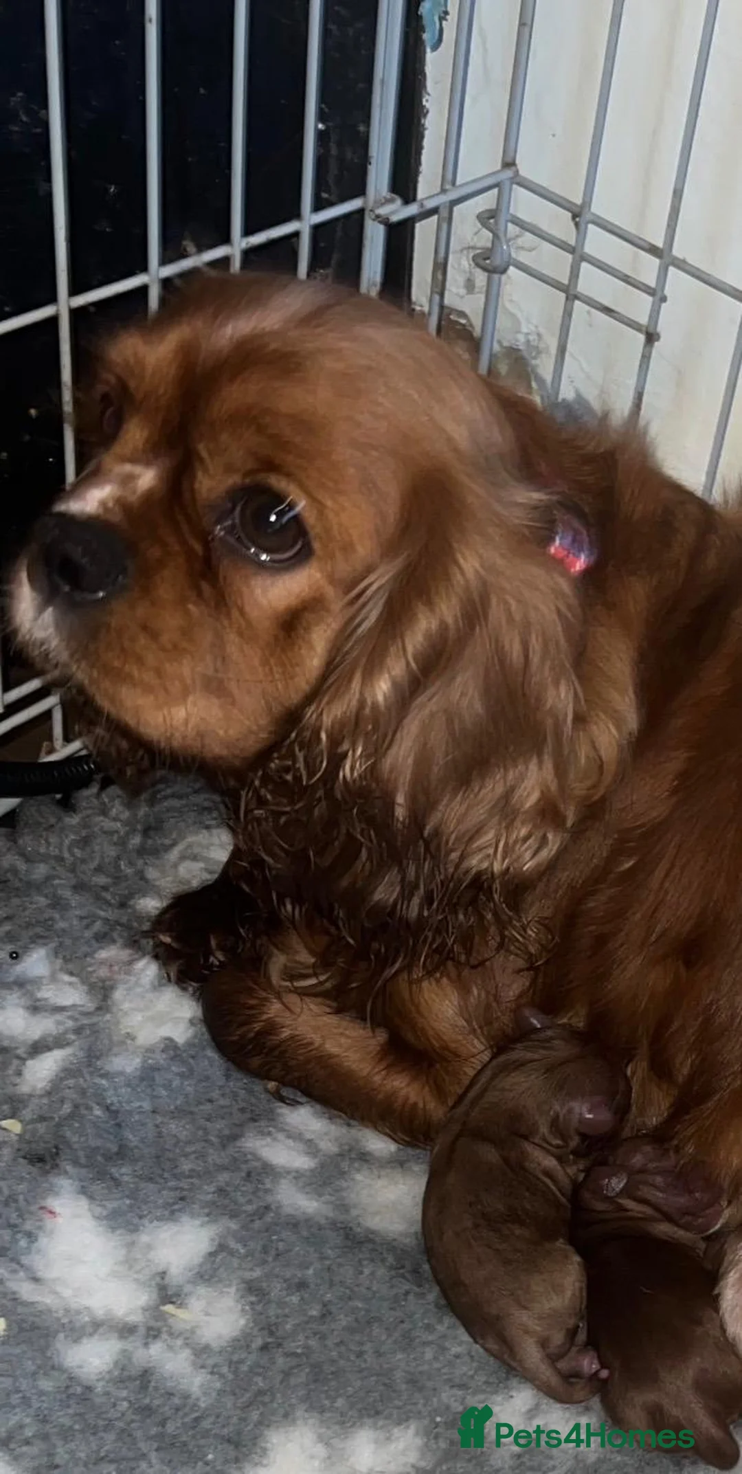 Cavapoo dogs for sale: FOX RED CAVAPOOS READY SOON ♥️ - Advert 2