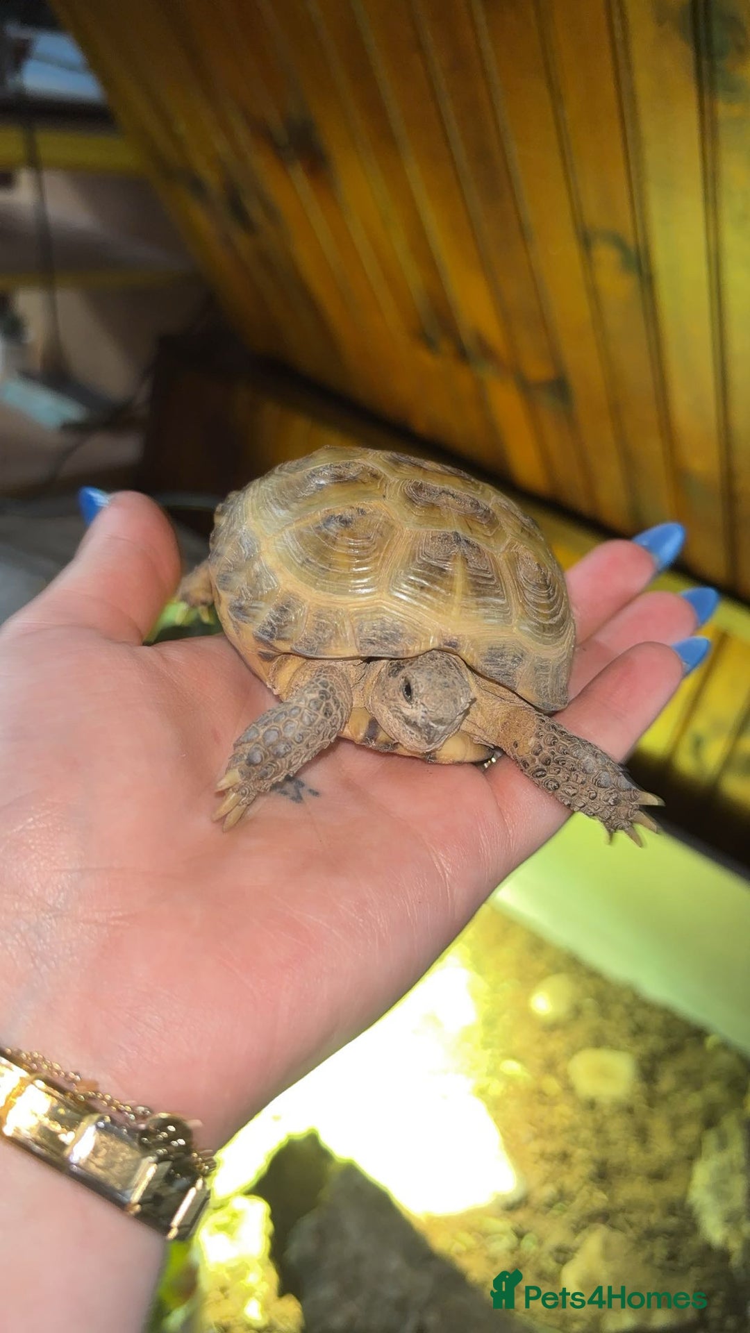 Tortoise reptiles for sale: Horsefield tortoise full set up - Image 1