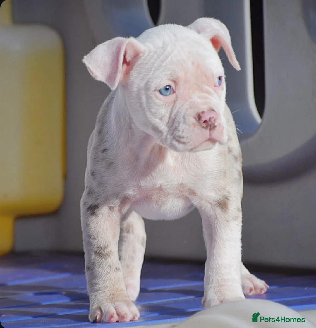 Olde English Bulldogge dogs for sale: DONT LET YOUR DREAMS JUST BE DREAMS  - Advert 2