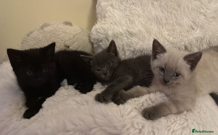 Mixed Breed cats - Advert 2