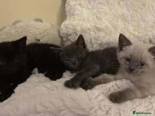 Mixed Breed cats - Advert 33