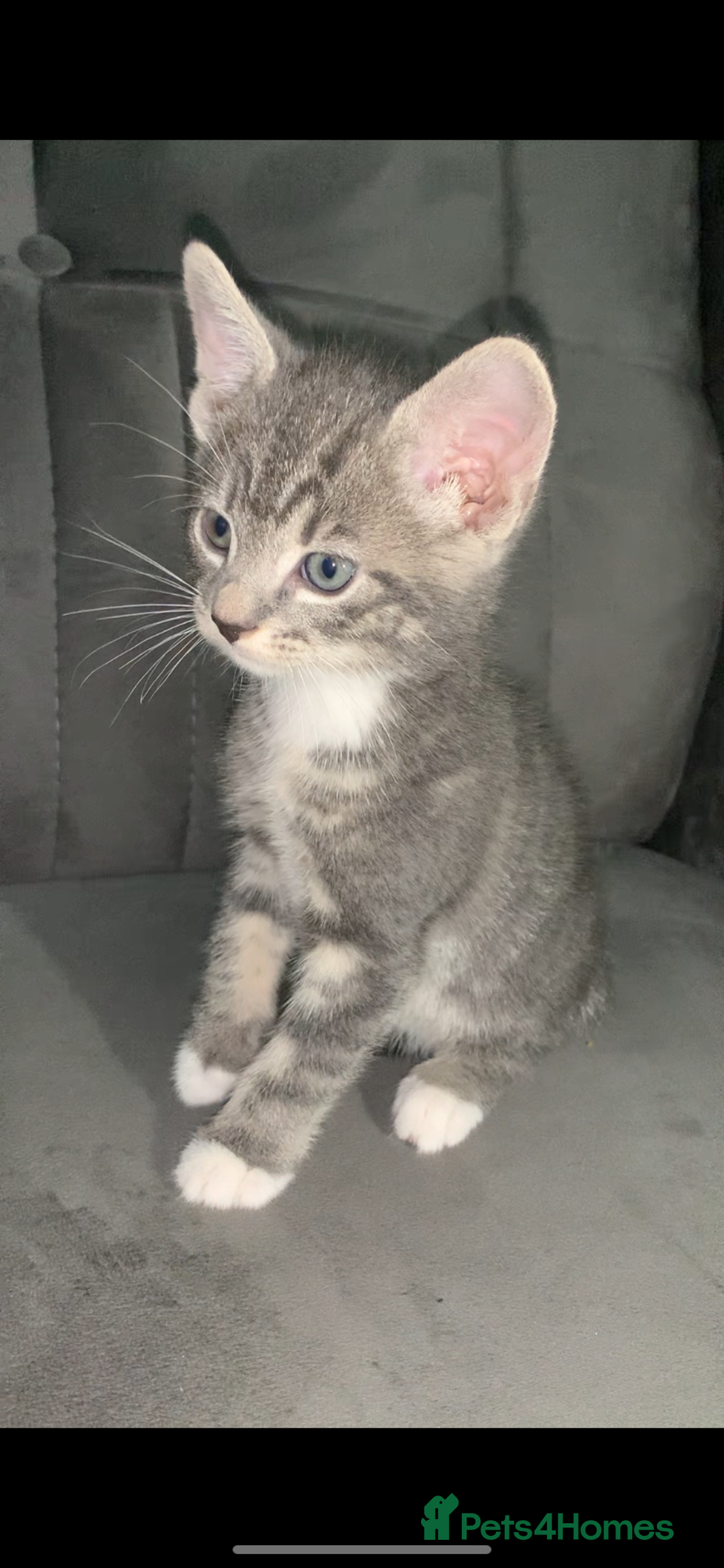 British Shorthair cats for sale: British short hair kitten  - Advert 3