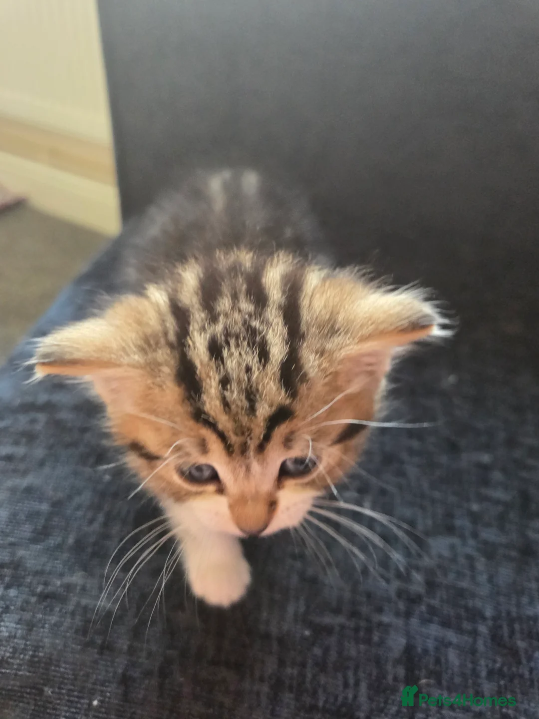 Mixed Breed cats for sale: Female tabby kitten  in Tredegar - Advert 2