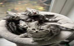 British Shorthair cats for sale: Beautiful registered British Shorthaired Kittens - Image 4
