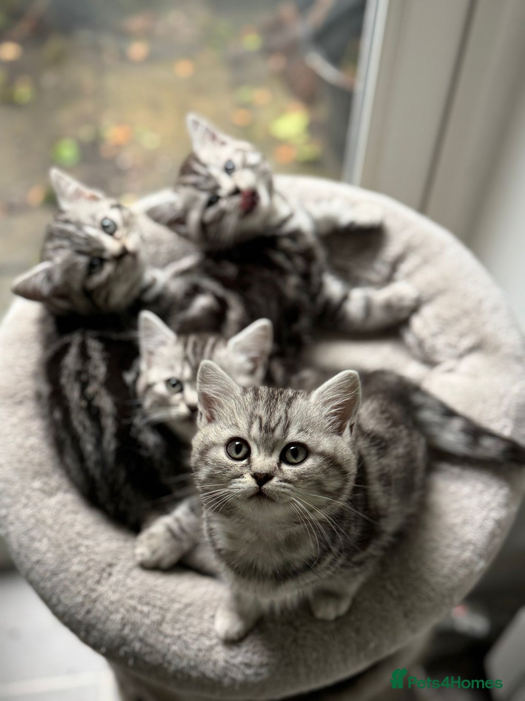 British Shorthair cats for sale: Beautiful registered British Shorthaired Kittens - Image 4