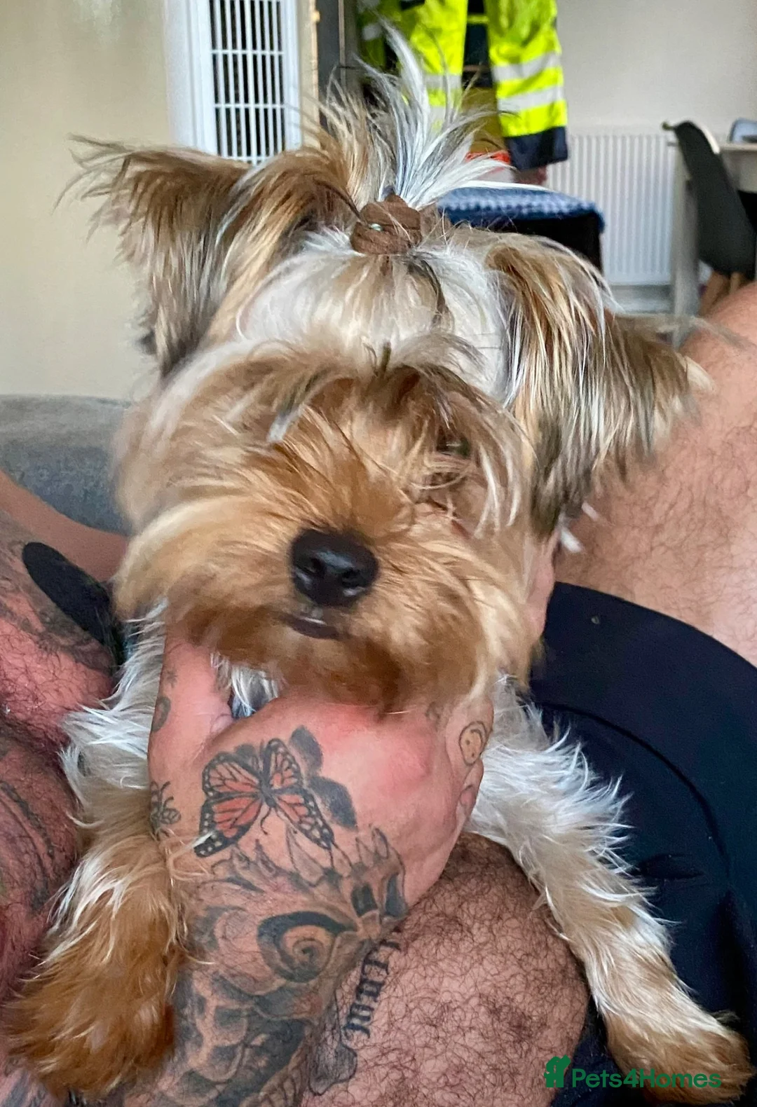 Yorkshire Terrier dogs for sale: Make Yorkshire Terrier  - Advert 2