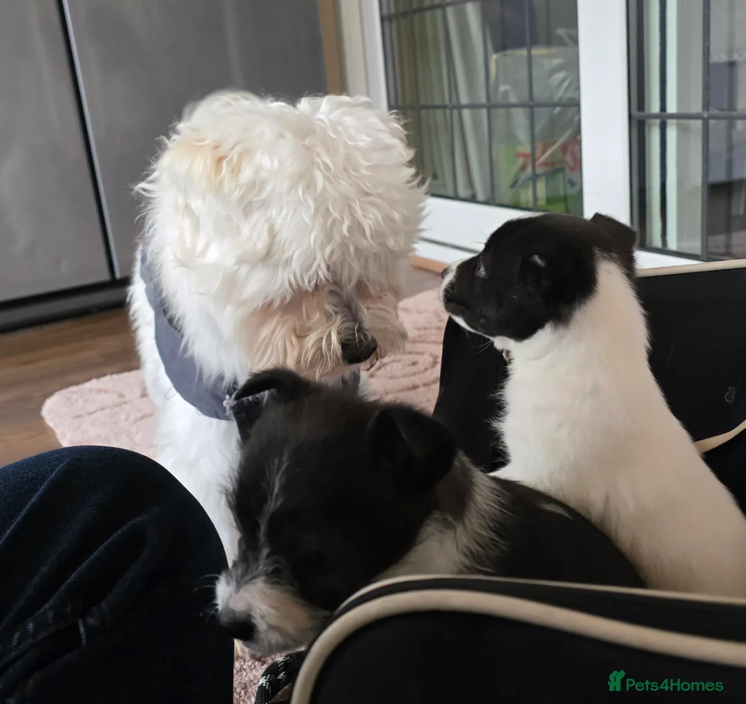 Mixed Breed dogs for sale: Malchi puppies for sale  - Advert 21