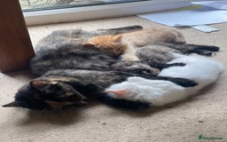 Norwegian Forest Cat cats for sale: Gorgeous Norwegian Forest Mix - Image 7