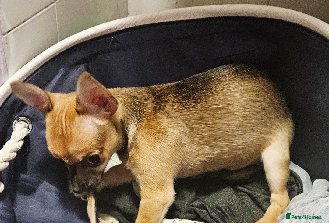 Chihuahua dogs for sale: 2x 13 old week beautiful Chihuahua Pups for sale  - Advert 19