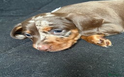 Miniature Dachshund dogs for sale: Beautiful kc mini dachshunds  - Image 12