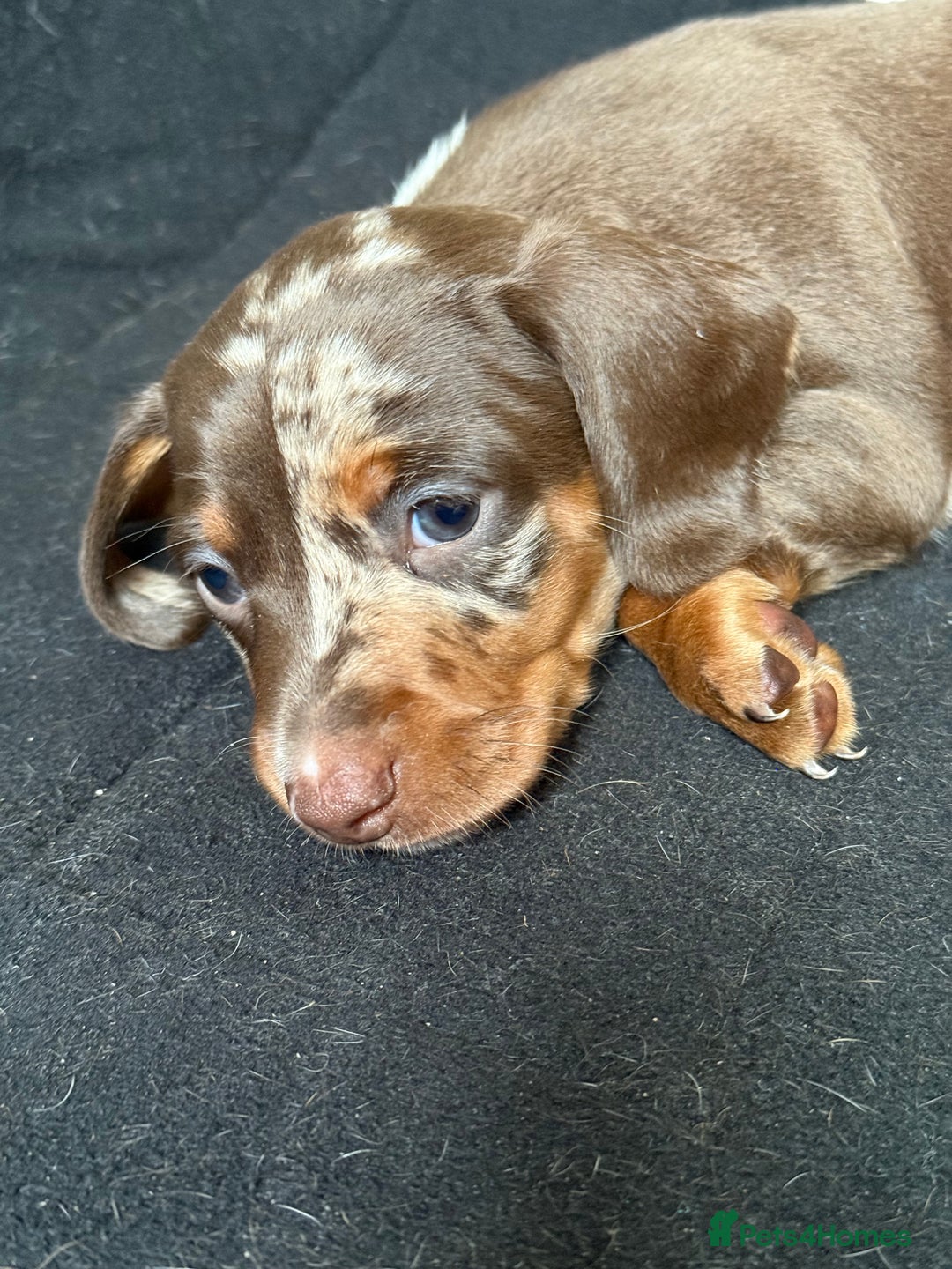Miniature Dachshund dogs for sale: Beautiful kc mini dachshunds  - Image 12