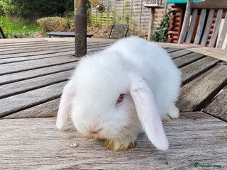 Mini Lop rabbits Stunning Mini Lops from Keeper's Mini Lops - Advert 1