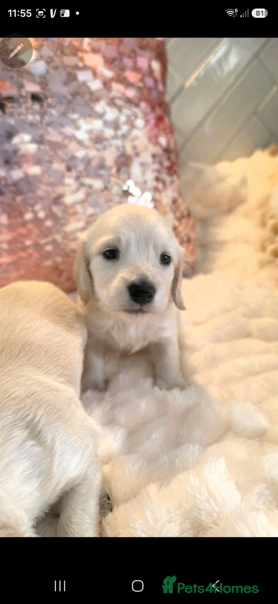 Miniature Dachshund dogs ⭐️ Stunning Clear Cream Miniature Dachshund boys⭐️ - Advert 1