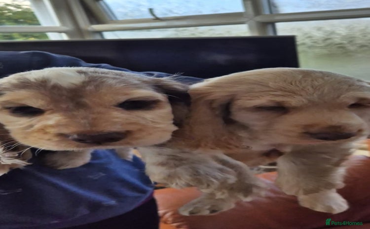 Cocker Spaniel dogs - Advert 5